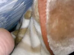 Shay Michaels tuổi p ...